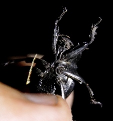 Gonopus