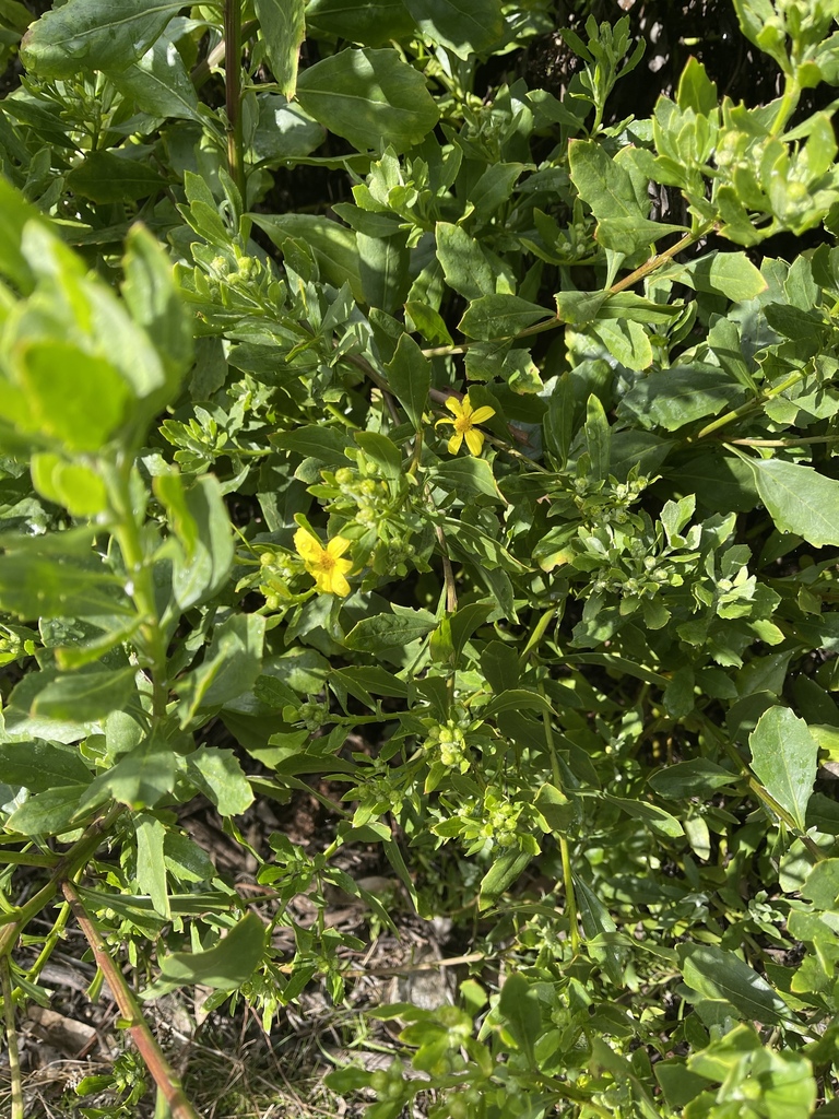 Bitou Flower Bietou from Lenah Valley TAS 7008, Australia on August 13, 2022 at 09: ...