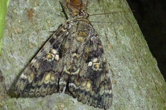 Catocala sponsa
