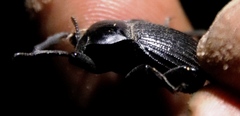 Gonopus