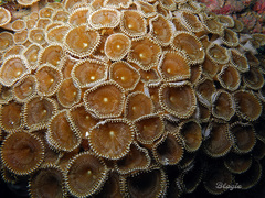 Palythoa heliodiscus