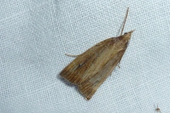 Chilo phragmitella