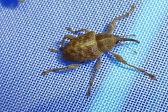 Curculio glandium