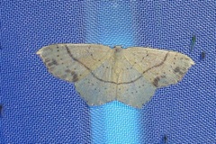 Cyclophora punctaria