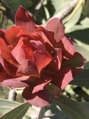 Protea nitida