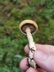 Cortinarius subtortus