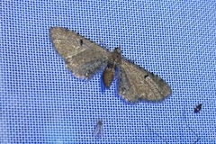 Eupithecia absinthiata