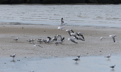 Chroicocephalus novaehollandiae