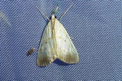 Evergestis extimalis