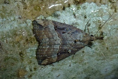 Hypena rostralis