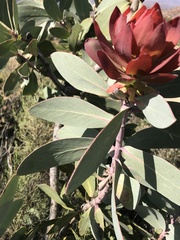 Protea nitida