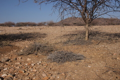 Euphorbia turkanensis image