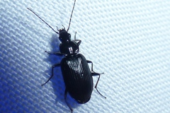 Agonum