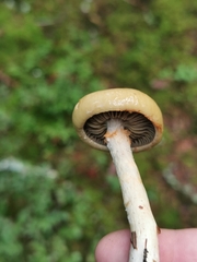 Cortinarius subtortus