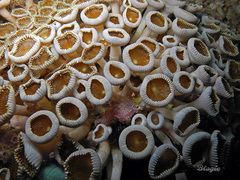 Palythoa heliodiscus