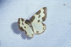 Lomaspilis marginata
