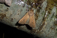 Mythimna albipuncta