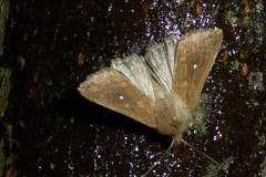Mythimna albipuncta