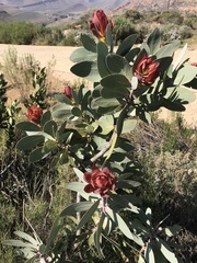 Protea nitida