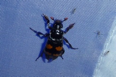 Nicrophorus