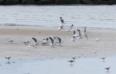 Chroicocephalus novaehollandiae