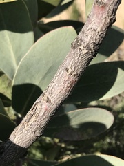 Protea nitida