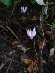 Cyclamen hederifolium