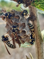 Polistes mongolicus