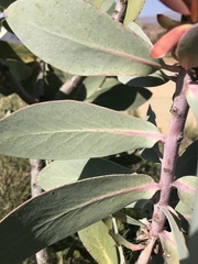 Protea nitida