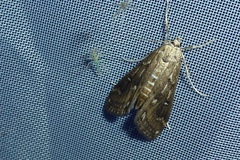 Parapoynx stratiotata