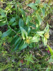 Gentiana cruciata