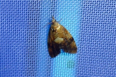 Pseudargyrotoza conwagana