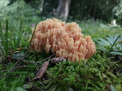 Ramaria