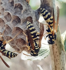 Polistes mongolicus