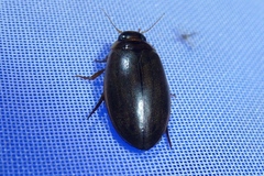 Dytiscidae
