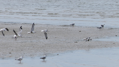 Chroicocephalus novaehollandiae