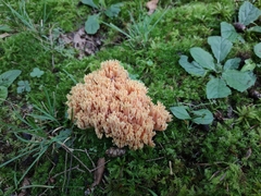 Ramaria