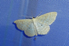 Scopula immutata