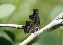Polygonia gracilis