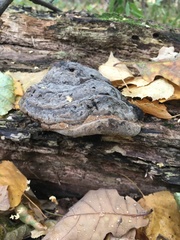 Fomes fomentarius