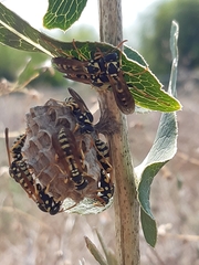 Polistes mongolicus