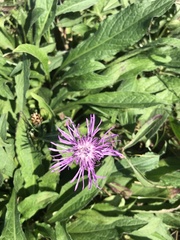 Centaurea jacea