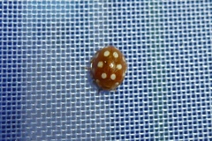 Vibidia duodecimguttata