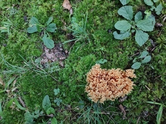 Ramaria