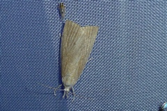 Calamotropha paludella