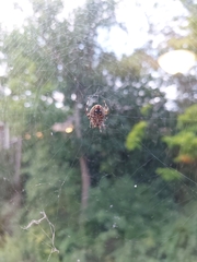 Neoscona domiciliorum