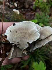 Trametes villosa