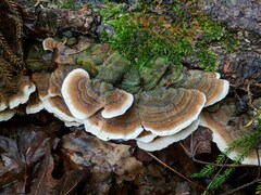Trametes villosa