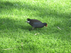 Gallinula tenebrosa