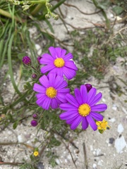 Senecio elegans